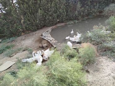 Kuban ördəkləri ətlik və damazlıq. 5 ayın ördəkləridir. tam yeməlidir lalafo.az -da Kuban ördəkləri ətlik və damazlıq. 5 ayın ördəkləridir. tam yeməlidir