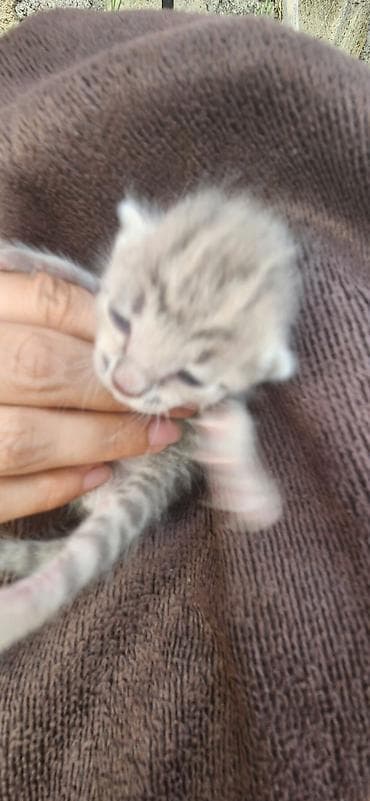 GÖYÇAYDA TƏCİLİ! Mavi gözlü cins pişik balası pulsuz verilir lalafo.az -da GÖYÇAYDA TƏCİLİ! Mavi gözlü cins pişik balası pulsuz verilir