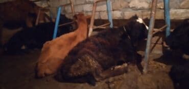 Məhsul: Mal-qara – buzovlar Təsvir: - Şəkillərdə təsərrüfat lalafo.az -da Məhsul: Mal-qara – buzovlar Təsvir: - Şəkillərdə təsərrüfat