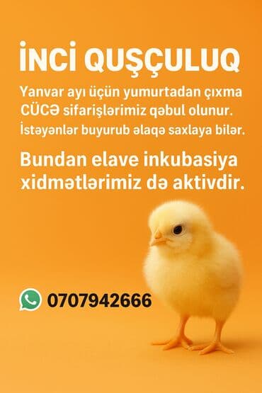 İNCI QUŞÇULUQ – quşçuluq xidməti və cücələr Təkliflər: - Cücələrin lalafo.az -da İNCI QUŞÇULUQ – quşçuluq xidməti və cücələr Təkliflər: - Cücələrin