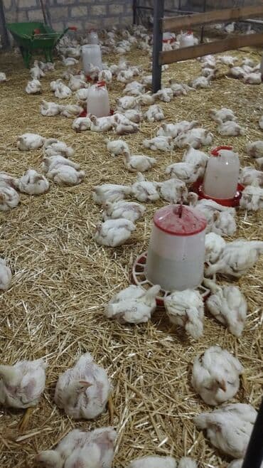 Brilliance: Toyuq cücələri, Ətlik lalafo.az -da — 1 Brilliance: Toyuq cücələri, Ətlik — 1