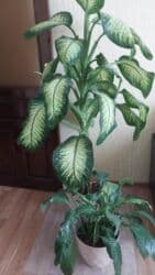 🌙Nure Satılır: dibçək güllər - Böyük gül: Difenbaxiya – 50 AZN - lalafo.az -da 🌙Nure Satılır: dibçək güllər - Böyük gül: Difenbaxiya – 50 AZN -