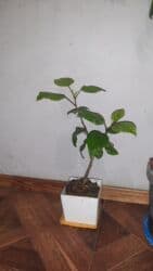 Kitayski roza lalafo.az -da Kitayski roza