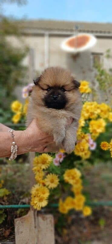 Şpitz, 1 ay, Dişi, Ünvandan götürmə lalafo.az -da Şpitz, 1 ay, Dişi, Ünvandan götürmə