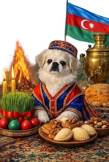 Pekines, 4 ay, Dişi, Ünvandan götürmə lalafo.az -da Pekines, 4 ay, Dişi, Ünvandan götürmə