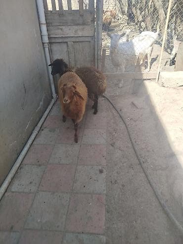 Qoyunlar – 2 baş - Cins: yerli ətlik/yunlu tip. - Rənglər: biri tünd lalafo.az -da Qoyunlar – 2 baş - Cins: yerli ətlik/yunlu tip. - Rənglər: biri tünd