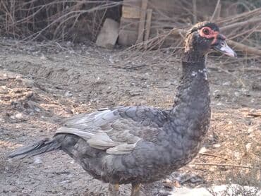 Варенье: Lal ördəklər satılır qiymət saya və cinsinə görə dəyişir at lalafo.az — 14 Варенье: Lal ördəklər satılır qiymət saya və cinsinə görə dəyişir — 14