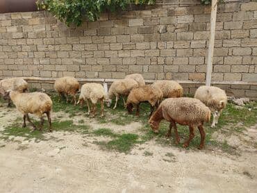 Bogaz qoyunlardi disidler 2 aya 3 aya heresi bir vaxtda dogacag uc lalafo.az -da Bogaz qoyunlardi disidler 2 aya 3 aya heresi bir vaxtda dogacag uc