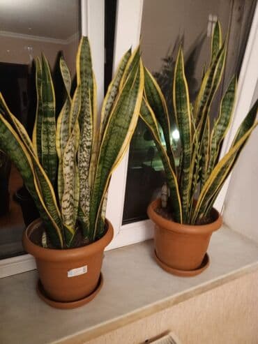 Sansevieriya gulu Qiyməti 20 azn dan başlayır.Olcuye görə qiymət lalafo.az -da Sansevieriya gulu Qiyməti 20 azn dan başlayır.Olcuye görə qiymət