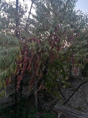 Уличные растения: MEYVESİ SATILIR TƏZİQ ÜÇÜN YAXŞIDI Məhsul: Şuşa bibəri (Şinşon – at lalafo.az — 3 Уличные растения: MEYVESİ SATILIR TƏZİQ ÜÇÜN YAXŞIDI Məhsul: Şuşa bibəri (Şinşon – — 3