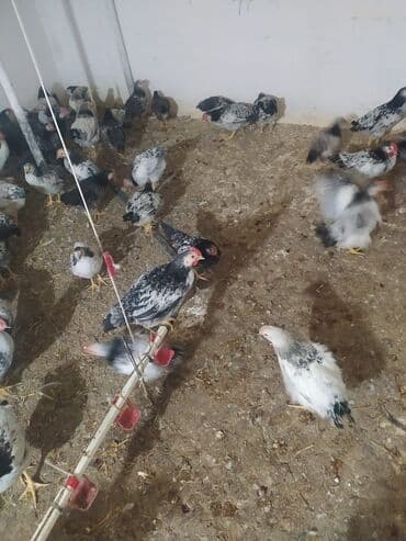 Toyuq cücələri, Ətlik lalafo.az -da Toyuq cücələri, Ətlik