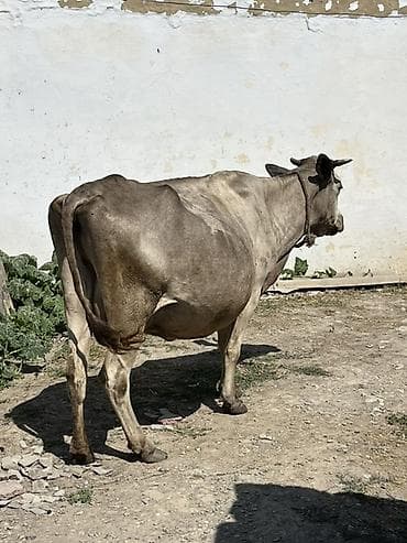 1aydi doğub,balası dişidi,daha etrfli melumat ucun zeng edin lalafo.az -da 1aydi doğub,balası dişidi,daha etrfli melumat ucun zeng edin