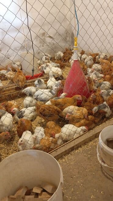 Tam sağlam lider55 cuceleri lalafo.az -da Tam sağlam lider55 cuceleri