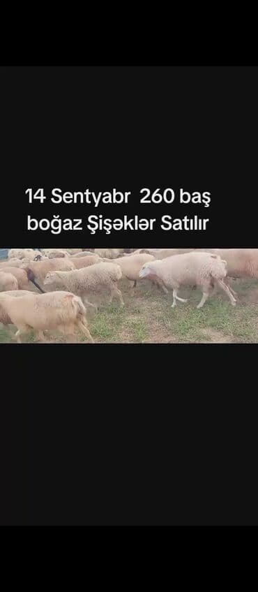 14 Sentyabr 260 baş Boğaz Şişəklər Satılır damazdiqa super real alıcı lalafo.az -da 14 Sentyabr 260 baş Boğaz Şişəklər Satılır damazdiqa super real alıcı