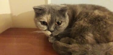 Şotland, Dişi lalafo.az -da Şotland, Dişi