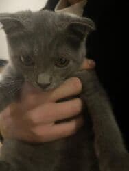 Şotland lalafo.az -da Şotland