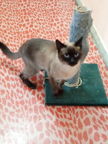 Siam, Erkək, Cütləşmə üçün, Ünvandan götürmə lalafo.az -da Siam, Erkək, Cütləşmə üçün, Ünvandan götürmə