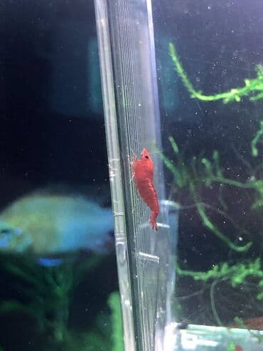 Аквариумные аксессуары и принадлежности: Sağlam və aktiv Bloody Mary krivetkaları satışdadır. Bitkili akvarium at lalafo.az — 4 Аквариумные аксессуары и принадлежности: Sağlam və aktiv Bloody Mary krivetkaları satışdadır. Bitkili akvarium — 4