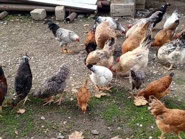 Toyuq, Damazlıq lalafo.az -da Toyuq, Damazlıq