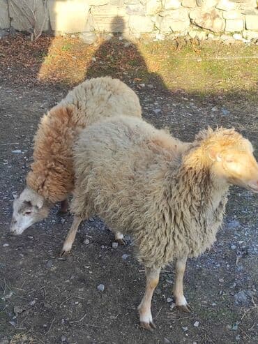 Kök dişi quzular satılır.3 aydı arpa yeyirlər lalafo.az -da Kök dişi quzular satılır.3 aydı arpa yeyirlər