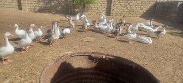 Tam mayalı YERLİ VƏ RUSYA CİNSİ (AYRILIQDA) QAZ YUMURTASI SATIŞINA lalafo.az -da Tam mayalı YERLİ VƏ RUSYA CİNSİ (AYRILIQDA) QAZ YUMURTASI SATIŞINA