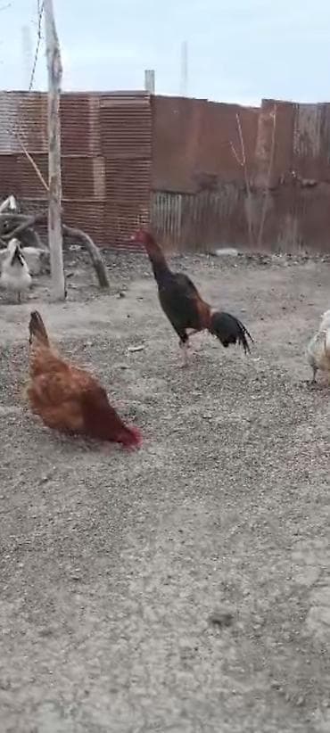 Xoruz, il: <1, Ödənişli çatdırılma lalafo.az -da Xoruz, il: <1, Ödənişli çatdırılma