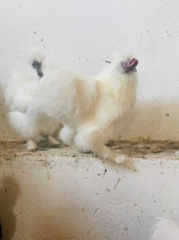 Salam pon pon yumurtaları satılır xoruzu coxx akdivdir lalafo.az -da Salam pon pon yumurtaları satılır xoruzu coxx akdivdir