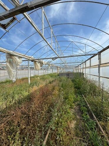 Теплицы: 📍 Satılır: metal lom qiymetine deyerinden cox ucuz Hazır İstixana at lalafo.az — 10 Теплицы: 📍 Satılır: metal lom qiymetine deyerinden cox ucuz Hazır İstixana — 10