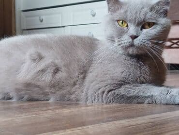 Şotland, Yaxşı əllərə lalafo.az -da Şotland, Yaxşı əllərə