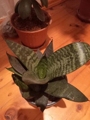 Sansiveriya gülü. Otağın havasını temizleyir Oksigeni çoxaldır. 12 lalafo.az -da Sansiveriya gülü. Otağın havasını temizleyir Oksigeni çoxaldır. 12