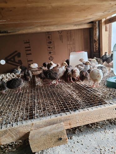 Рыба и морепродукты: Təmiz, kənd təsərrüfatı məhsulları: - Evdə saxlanılan toyuq sürüsü – at lalafo.az — 7 Рыба и морепродукты: Təmiz, kənd təsərrüfatı məhsulları: - Evdə saxlanılan toyuq sürüsü – — 7