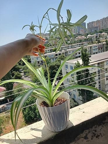 Xlorofitum (Spider Plant) – dekorativ otaq bitkisi - Uzun, yaşıl-ağ at lalafo.az Xlorofitum (Spider Plant) – dekorativ otaq bitkisi - Uzun, yaşıl-ağ