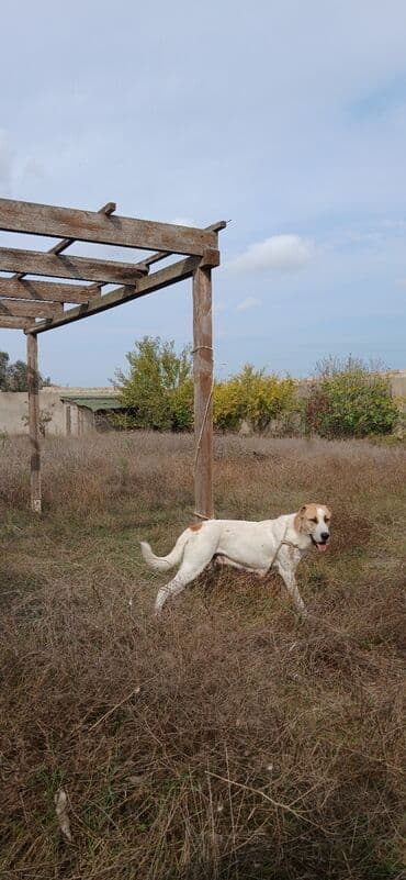 Qurdbasar, 1 il, Dişi, Peyvəndli, Ünvandan götürmə lalafo.az -da Qurdbasar, 1 il, Dişi, Peyvəndli, Ünvandan götürmə