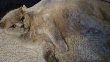 Şotland lalafo.az -da Şotland