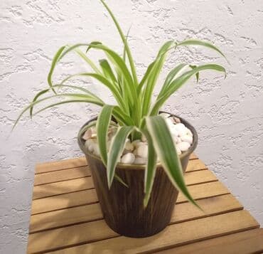 Otaq bitkisi 1 ədədi 12azn
Ünvan Günəşli
Çatdırılma Metro Sos 2azn lalafo.az -da Otaq bitkisi 1 ədədi 12azn
Ünvan Günəşli
Çatdırılma Metro Sos 2azn