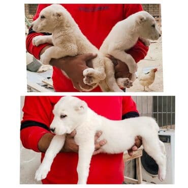 Alabay, 3 ay, Erkek, Peyvəndli, Ünvandan götürmə lalafo.az -da Alabay, 3 ay, Erkek, Peyvəndli, Ünvandan götürmə