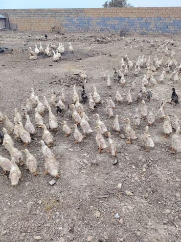 Səsli Pekin ördək balaları və lal ördək balaları 1 ay, 40, 60, ve 80 lalafo.az -da — 2 Səsli Pekin ördək balaları və lal ördək balaları 1 ay, 40, 60, ve 80 — 2