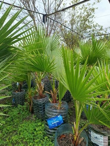 Vasiqton sortudu bular her olcude var boyukler 20 manatdi oz lalafo.az -da — 5 Vasiqton sortudu bular her olcude var boyukler 20 manatdi oz — 5