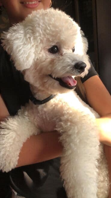 Bison free Fransa itidir 1 yaş yarım 2500 azn alınıb 500 azn satılır lalafo.az -da Bison free Fransa itidir 1 yaş yarım 2500 azn alınıb 500 azn satılır