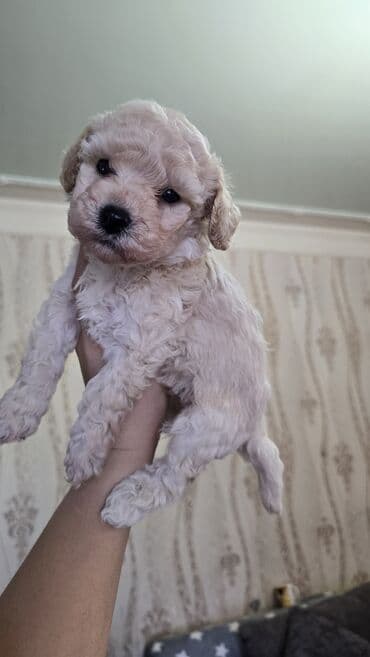 Pudel, Erkek, Ödənişli çatdırılma, Rayonlara çatdırılma lalafo.az -da Pudel, Erkek, Ödənişli çatdırılma, Rayonlara çatdırılma