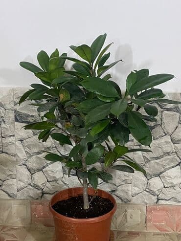 Fikus 5 növ. Aralarında gül açan növüdə var. Almaq istəyənə endirimli lalafo.az -da Fikus 5 növ. Aralarında gül açan növüdə var. Almaq istəyənə endirimli