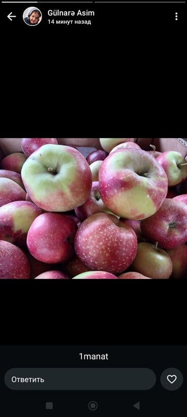 Сухофрукты: Məhsul: Qırmızı-yaşıl alma at lalafo.az — 1 Сухофрукты: Məhsul: Qırmızı-yaşıl alma — 1