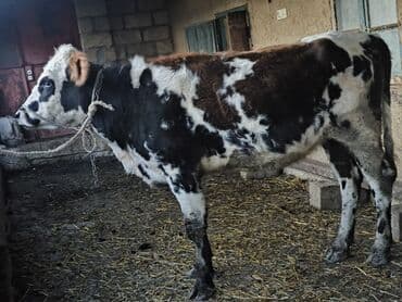 1 ci qarına Fevralın axırları doğmalıdır,Anası 10-15 litr süd verirdi lalafo.az -da 1 ci qarına Fevralın axırları doğmalıdır,Anası 10-15 litr süd verirdi