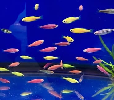 Akvarium__ fish: Akvarium baliglarinin satiwi 🦈 Danio baligi olcu 2 sm+,reng lalafo.az -da Akvarium__ fish: Akvarium baliglarinin satiwi 🦈 Danio baligi olcu 2 sm+,reng