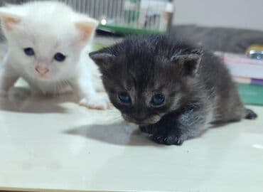 Britan yastı qulaq, Erkək, Yaxşı əllərə lalafo.az -da Britan yastı qulaq, Erkək, Yaxşı əllərə