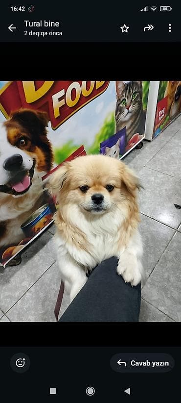 Pekines lalafo.az -da Pekines