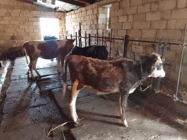 3 eded disi danadi 1 simental o biriler montafondi 2 si 900 den 1i lalafo.az -da 3 eded disi danadi 1 simental o biriler montafondi 2 si 900 den 1i