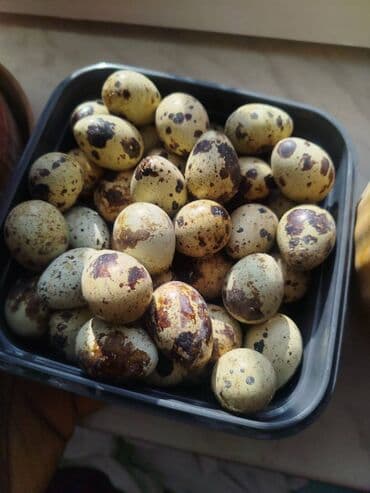 Ev Bildircin Yumurtaları – Təzə, Sağlam və Dadlı! Hər gün yığılmış lalafo.az -da Ev Bildircin Yumurtaları – Təzə, Sağlam və Dadlı! Hər gün yığılmış