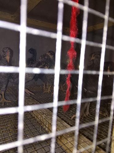 Toyuq cücələri, Ətlik lalafo.az -da Toyuq cücələri, Ətlik