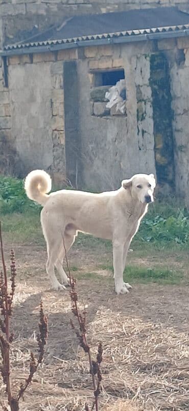 Qurdbasar, 1 il, Erkek, Peyvəndli, Ödənişli çatdırılma lalafo.az -da Qurdbasar, 1 il, Erkek, Peyvəndli, Ödənişli çatdırılma